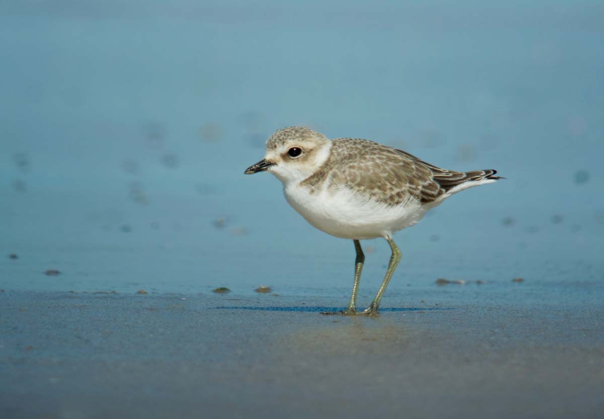 Kentish Plover adult in non-breeding plumage, in the intertidal zone, showing paler plumage with a faint breast band.