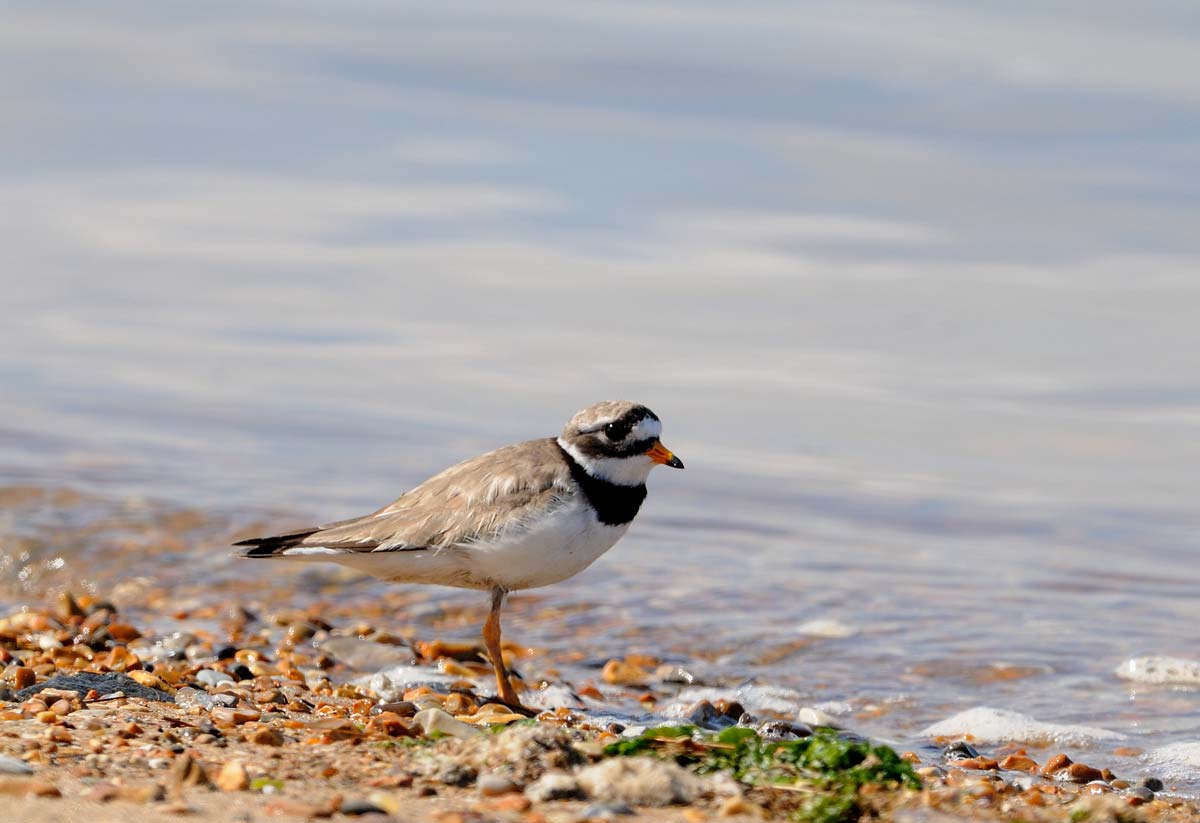 Common Ringed Plover adult in breeding plumage, walking along the tideline, showing grey-brown upperparts, white underparts, and a distinct black collar.
