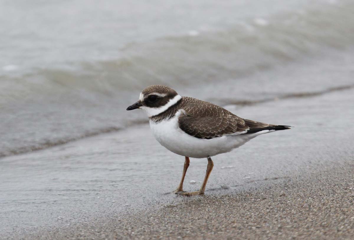 Common Ringed Plover juvenile walking along the tideline, showing paler, scaly upperparts, a less defined breast band, and soft brownish tones.