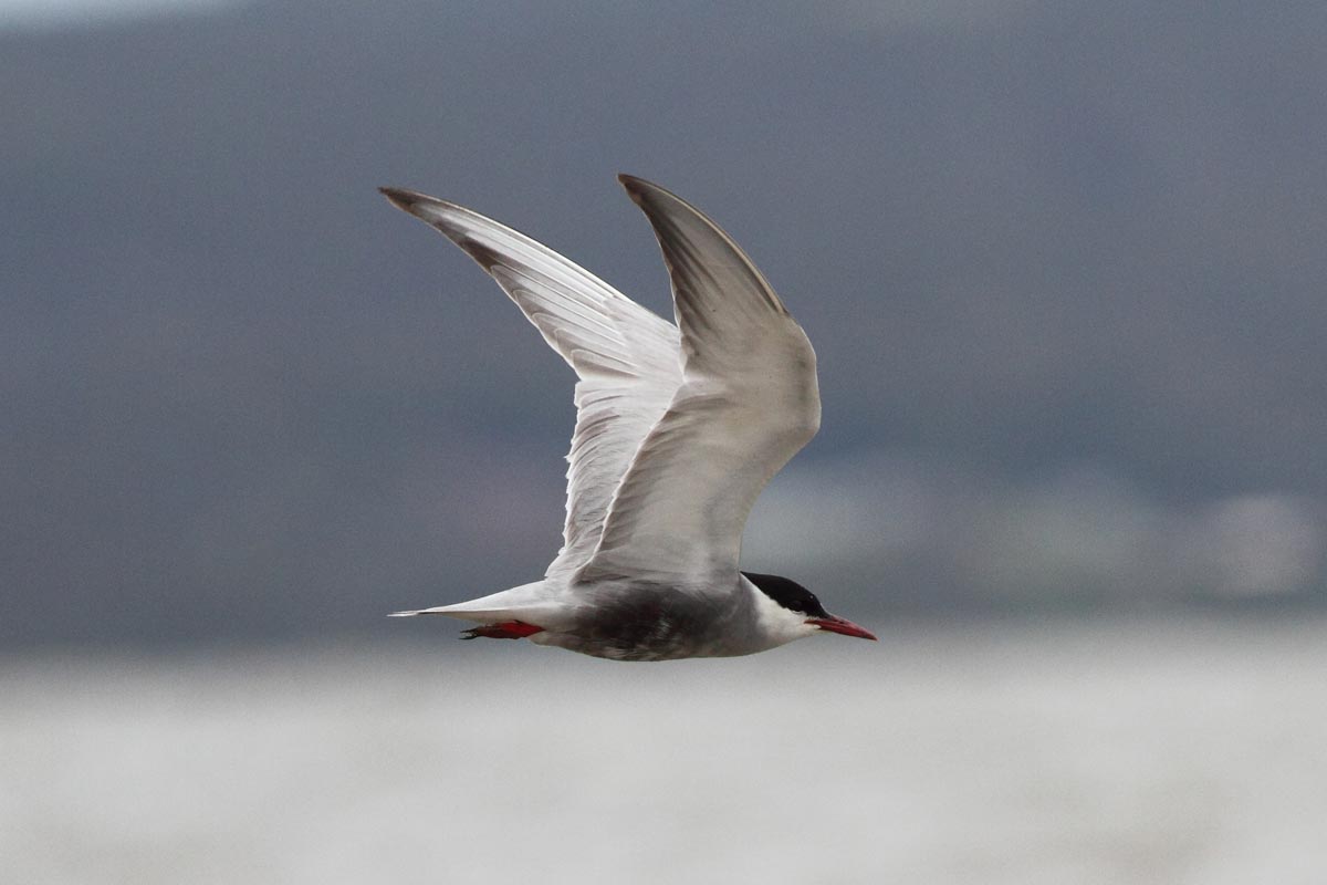 Whiskered Tern adult in flight in breeding plumage, showing a black head, grey body, and darker underparts.