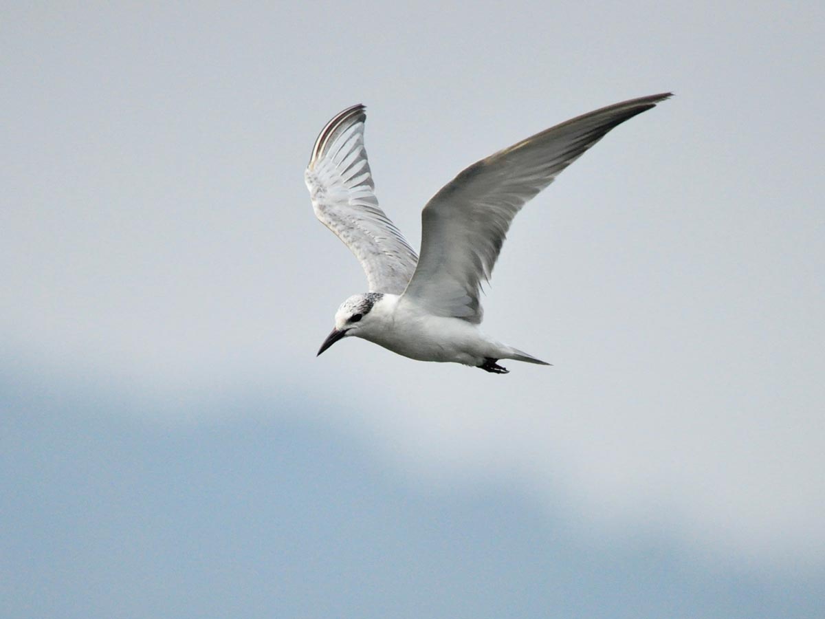 Whiskered Tern adult in non-breeding plumage, showing a white head with a dark crown and a dark ear patch.
