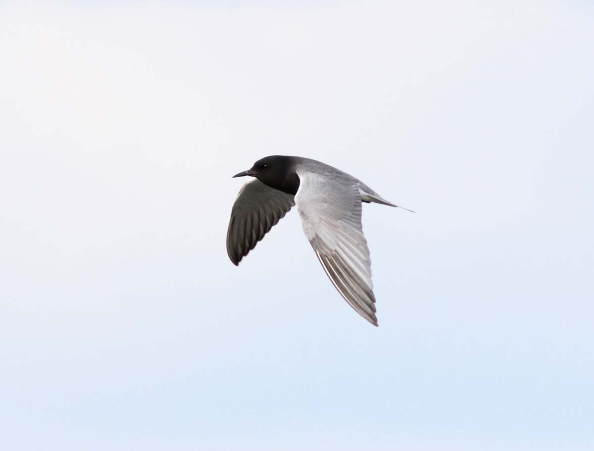 Black Tern adult in flight in breeding plumage, showing a dark slate-grey body, black head and neck, grey wings.