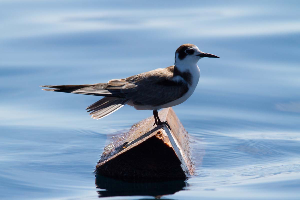 Black Tern adult in winter plumage, showing a white head with a black crown and a dark ear patch, resting