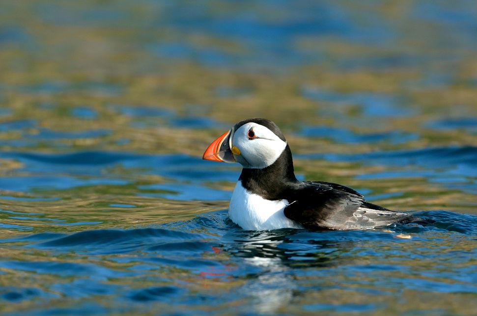 Atlantic Puffin resting on the water, showing a clown-like colourful bill with strong red and black markings and yellow tones.