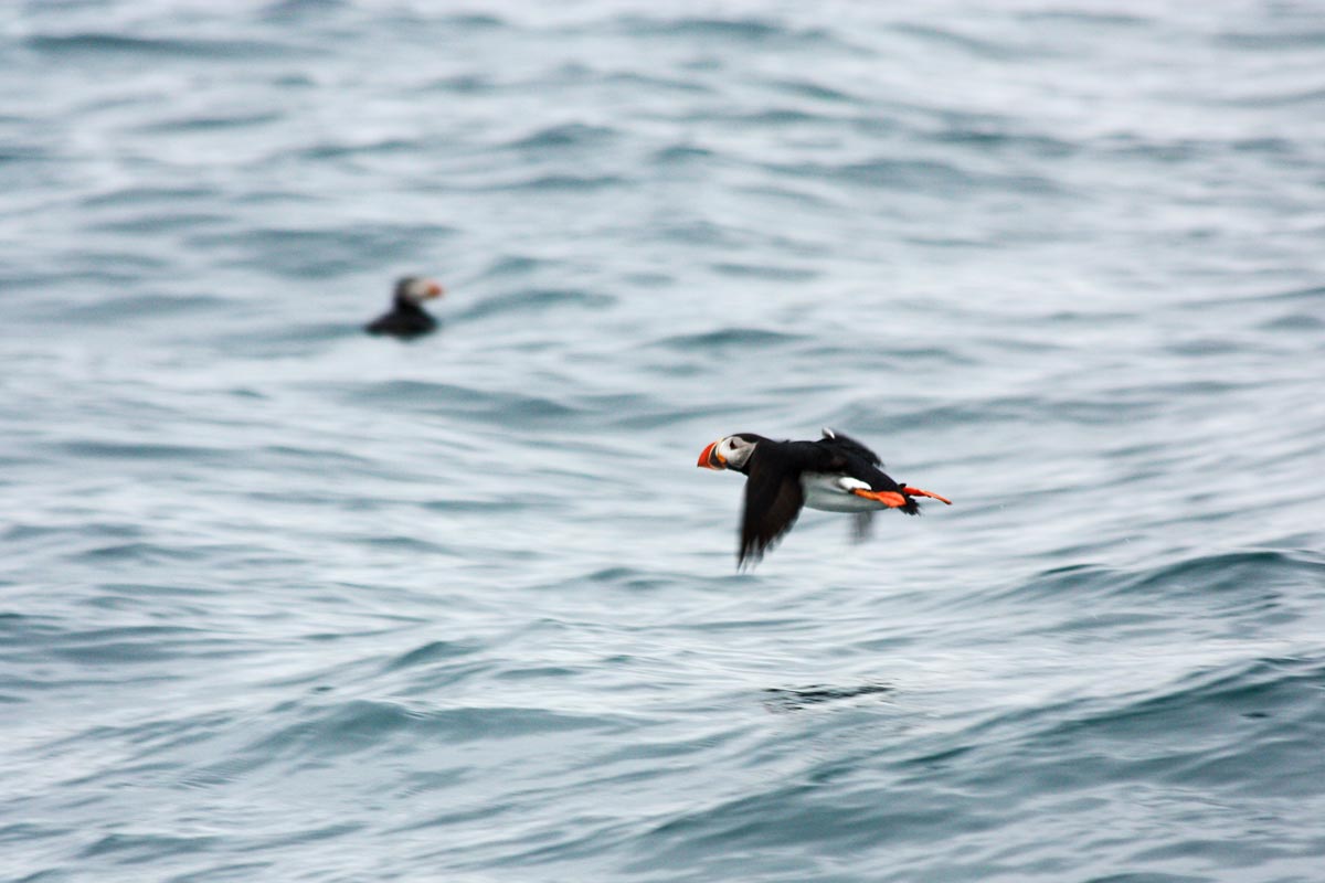 Atlantic Puffin flying over the sea.