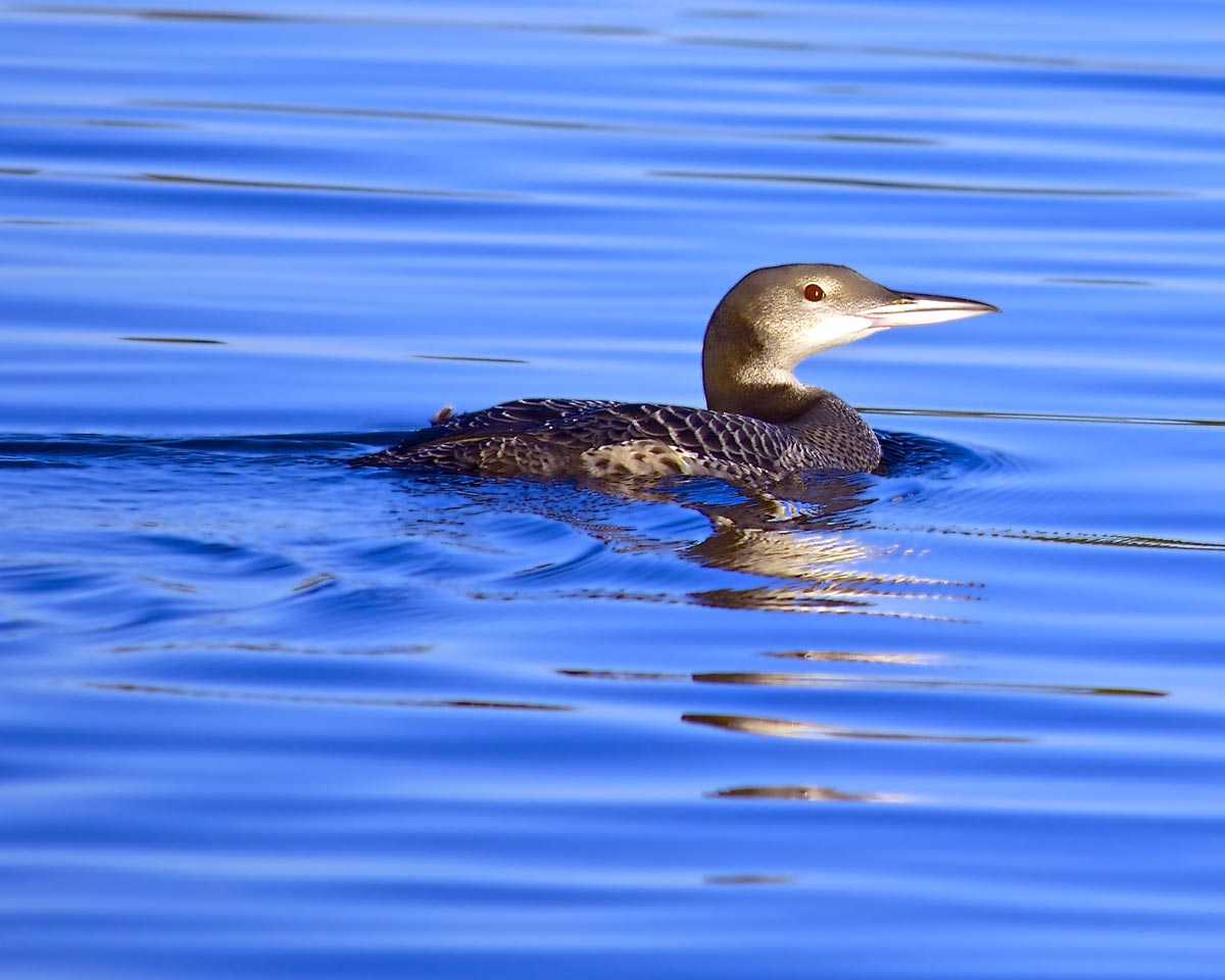 Common Loon on the water in winter plumage, showing grey head and neck