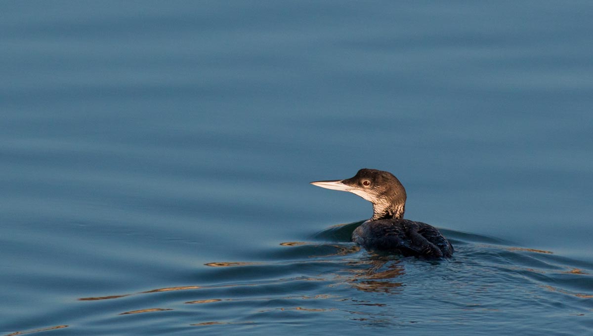Common Loon resting on the water in winter plumage, showing dark upperparts.