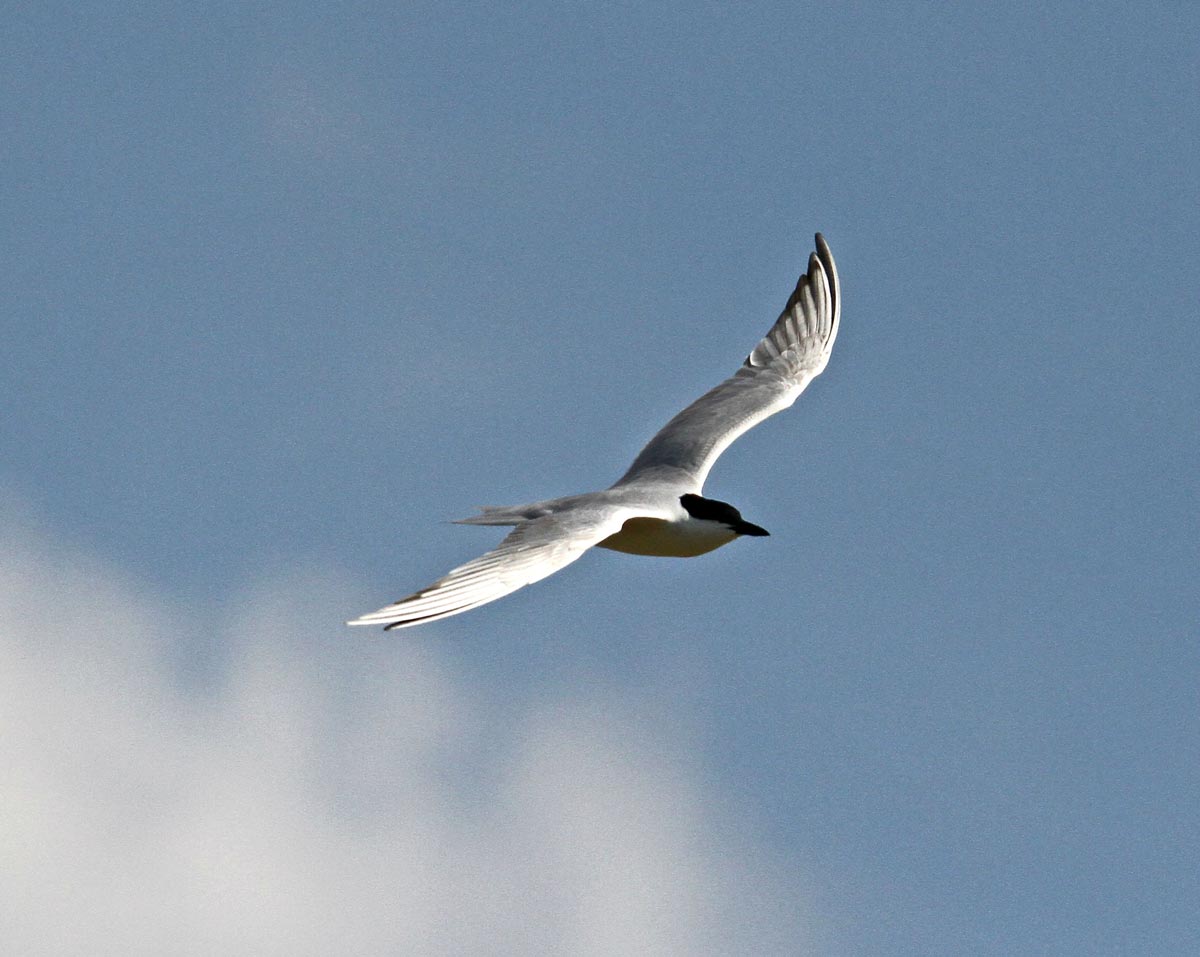 Common Gull-billed Tern adult in flight in breeding plumage, showing a black cap, pale grey body, and a robust black bill.