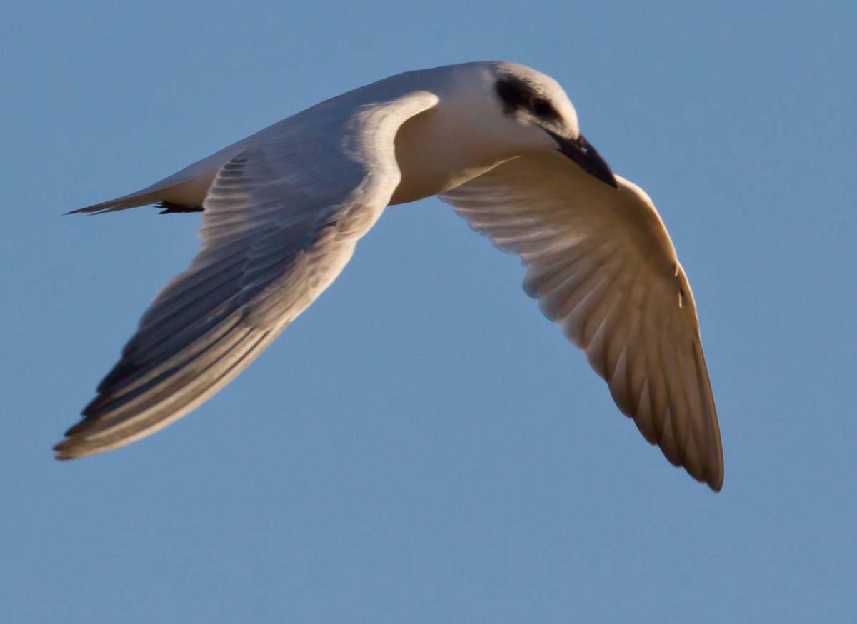 Common Gull-billed Tern adult in flight in winter plumage, showing a white forehead and reduced cap.