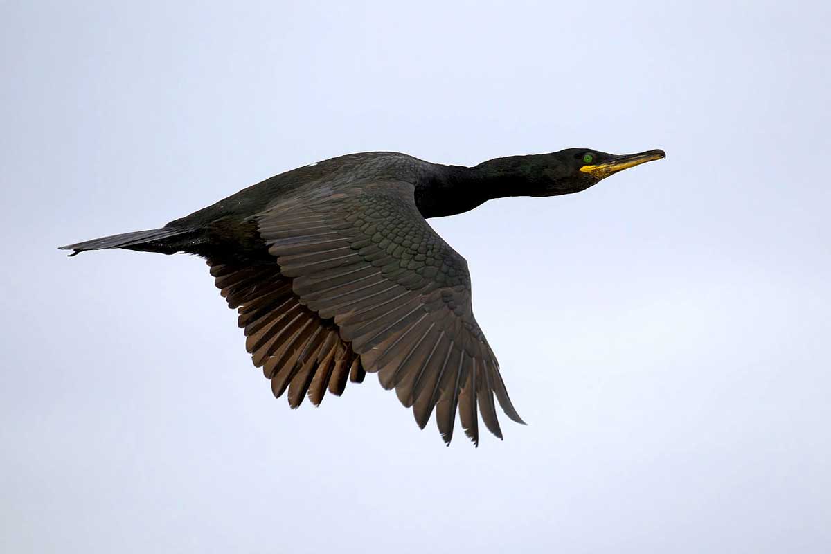 Adult European Shag flying