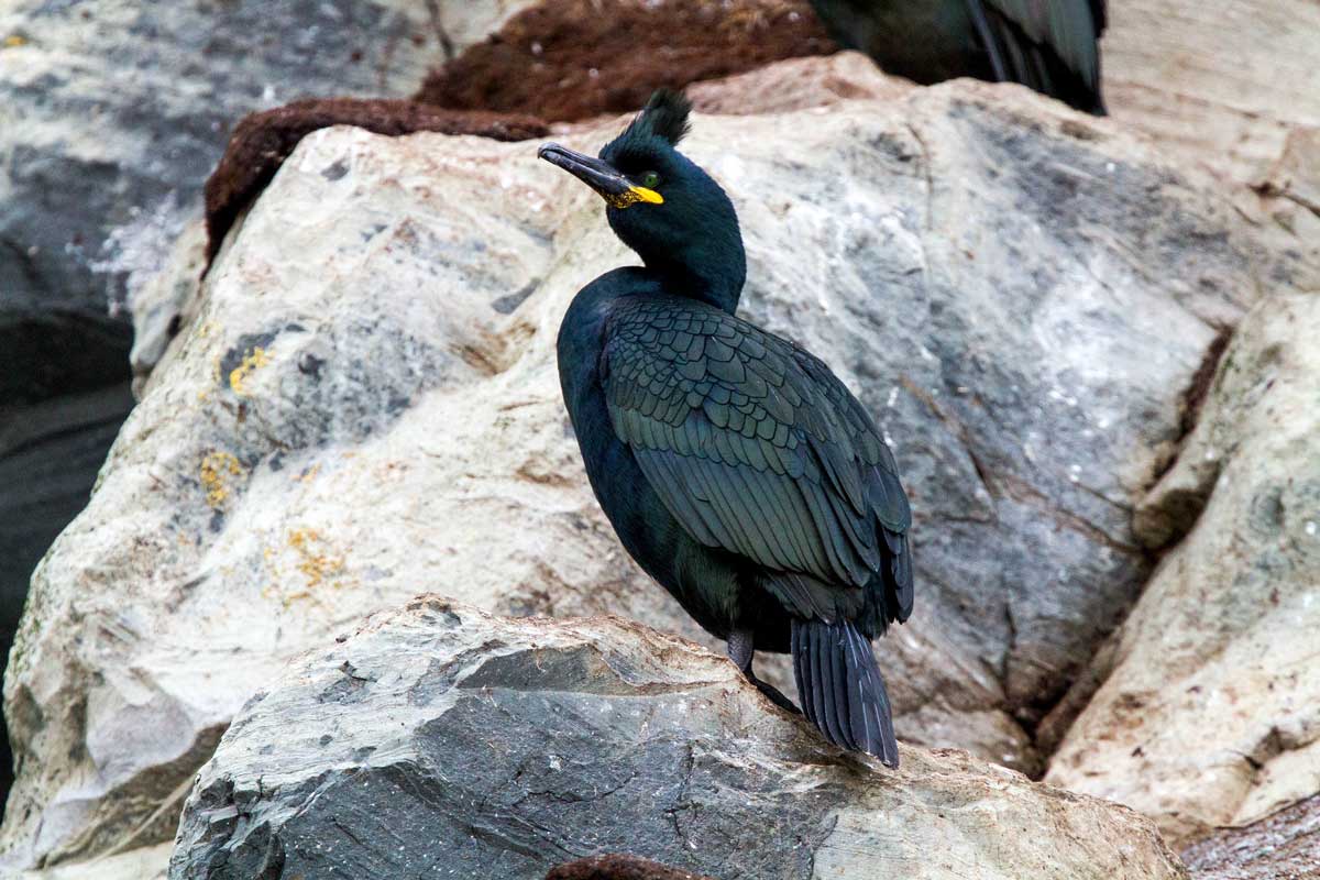 European Shag perched on a roost