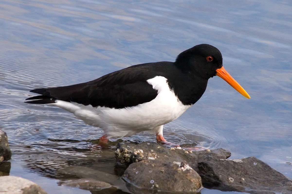 Eurasian Oystercatcher adult in breeding plumage, walking through shallow water.