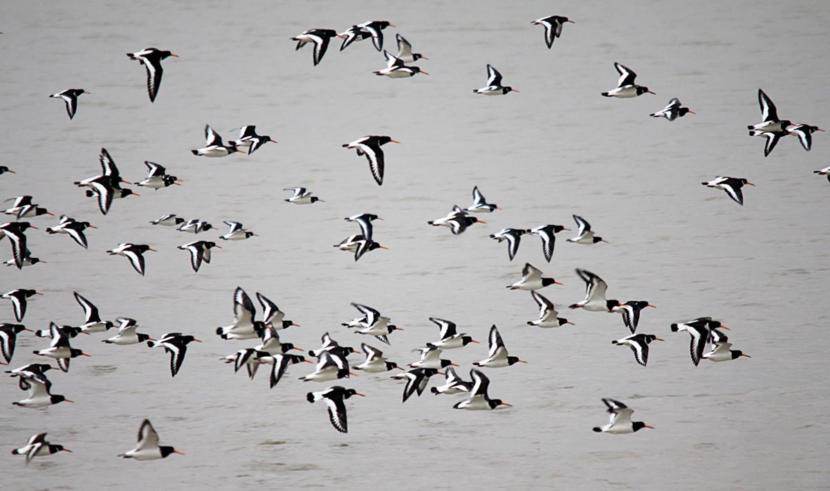 Group of Eurasian Oystercatchers flying over the water.