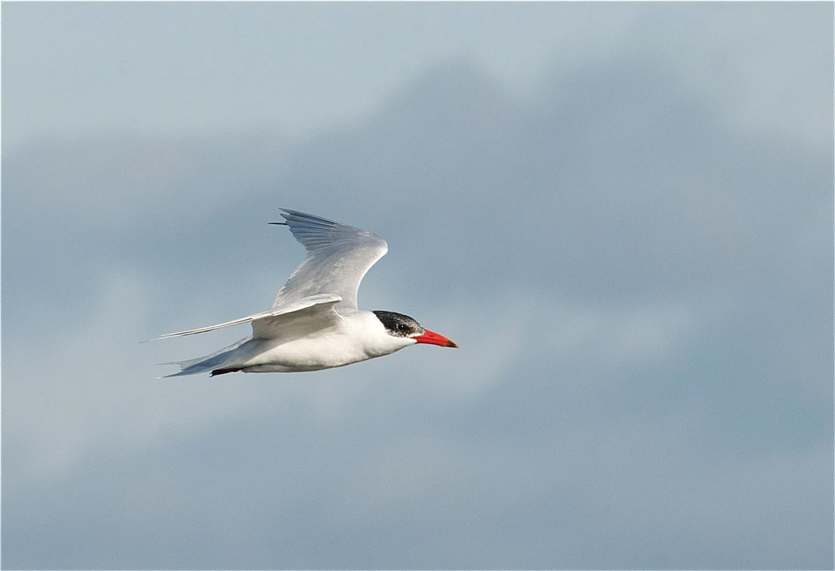 Caspian Tern adult in flight in winter plumage, showing a white forehead, reduced black cap, and a large red bill.