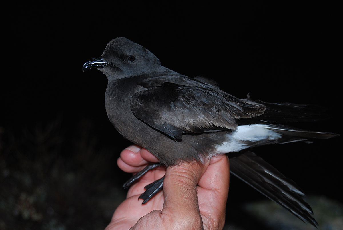 Band-rumped Storm-petrel held in hand, in side view.