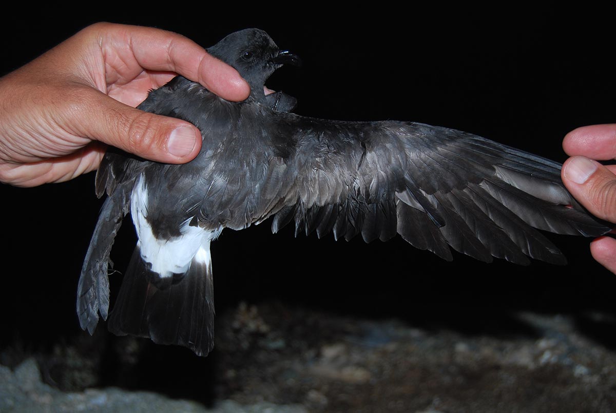 Band-rumped Storm-petrel held in hand with wing extended.
