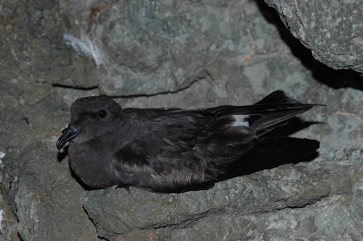 Band-rumped Storm-petrel in the colony, perched on a rock