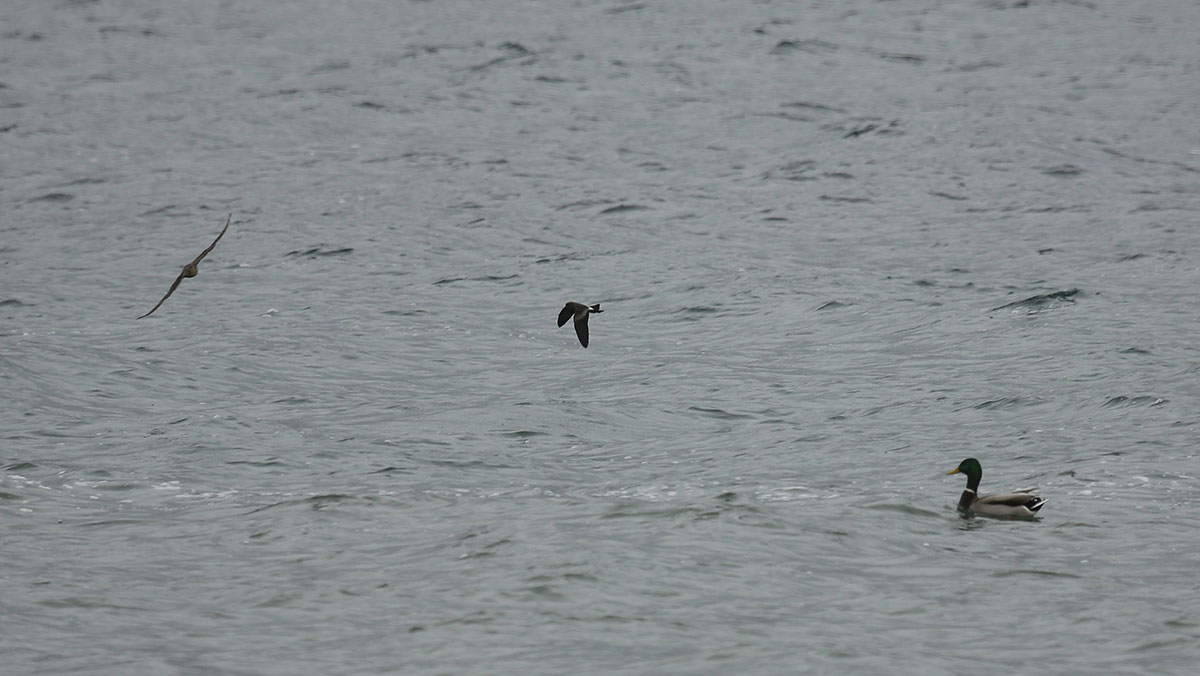 Leach’s Storm-petrel flying over the sea.