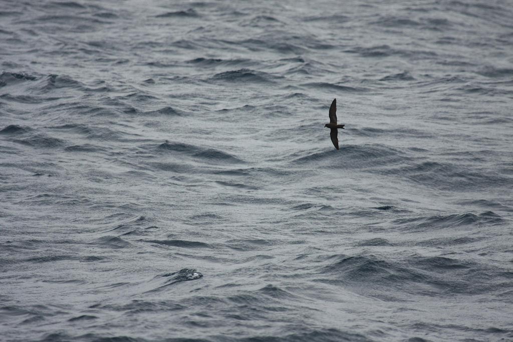 Leach’s Storm-petrel flying over the sea, showing the forked tail.