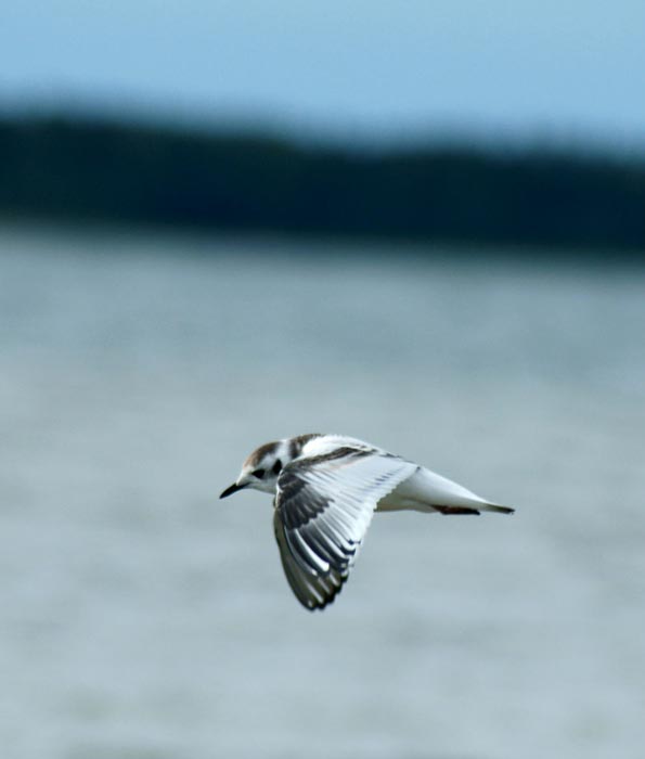 Little Gull flying over the sea while foraging