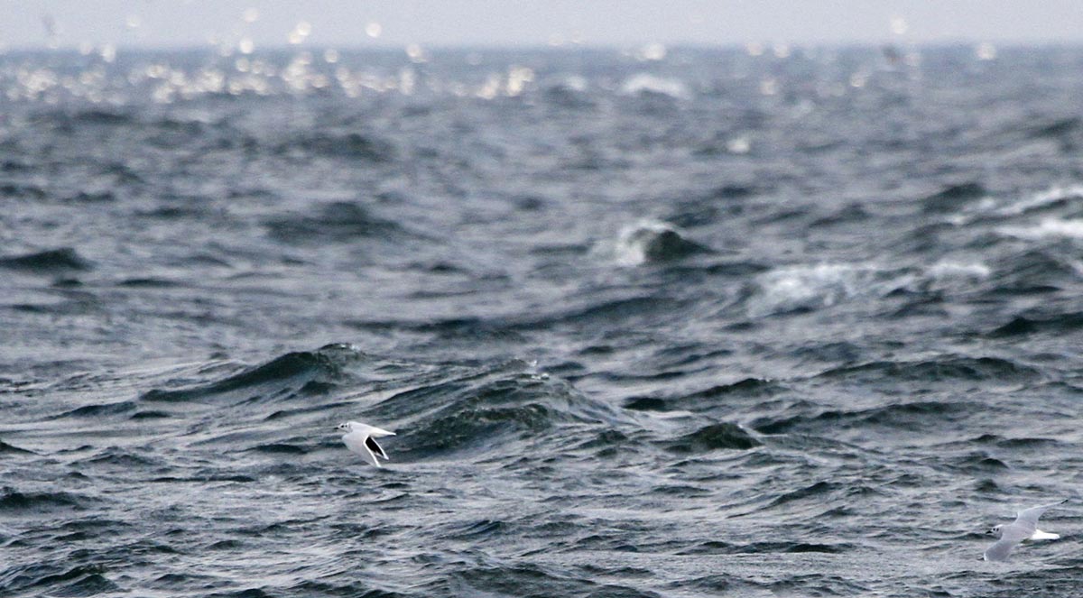 Little Gull flying over rough sea conditions.