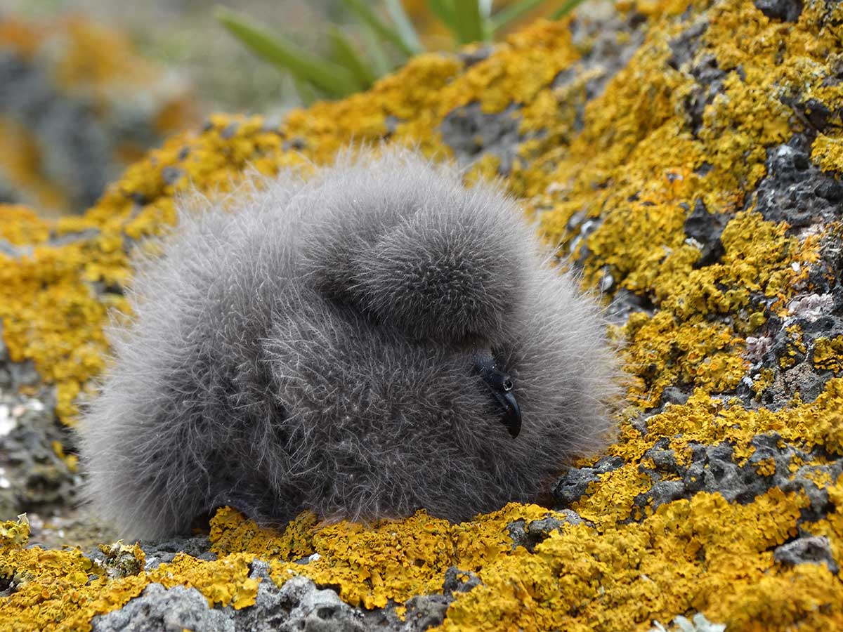 Monteiro’s Storm-petrel chick, a few weeks old and still covered in down feathers
