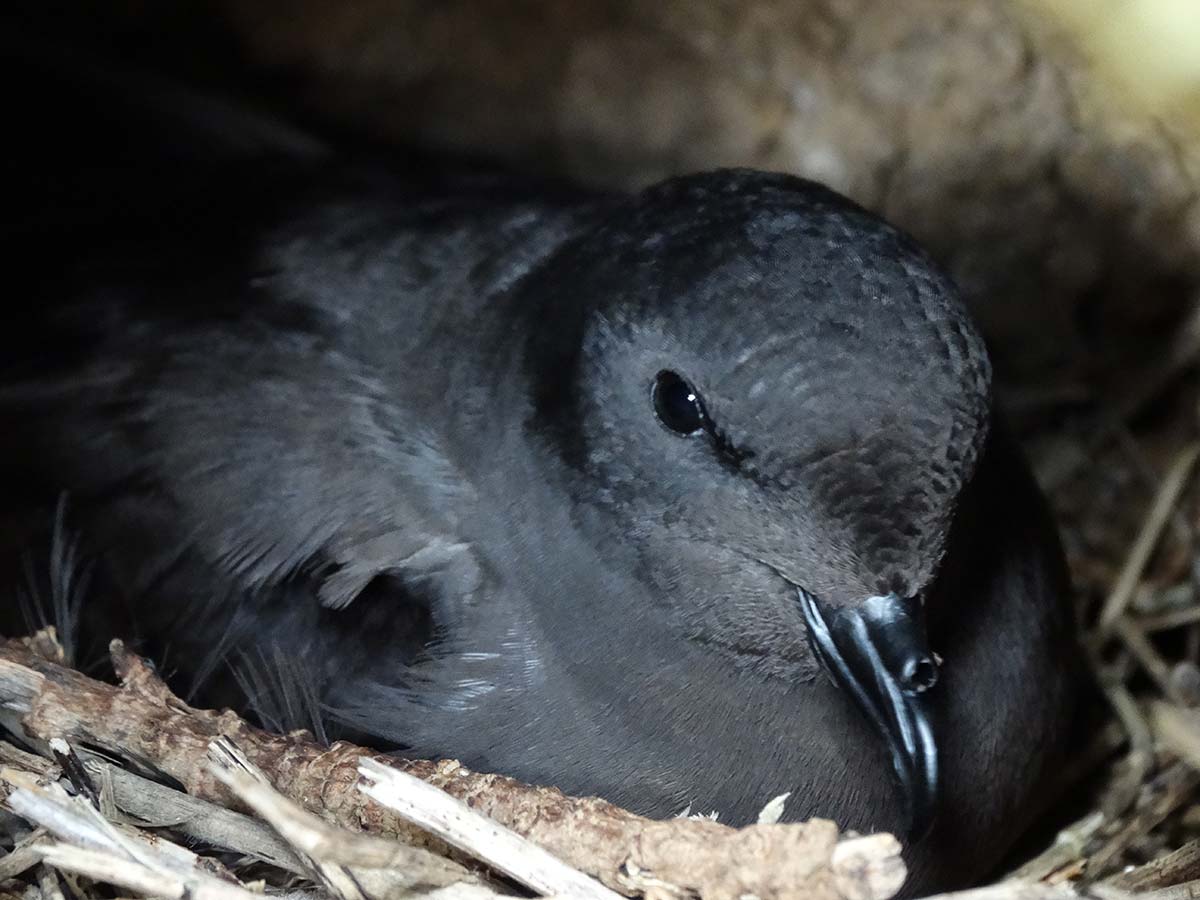 Adult Monteiro’s Storm-petrel in the nest.”