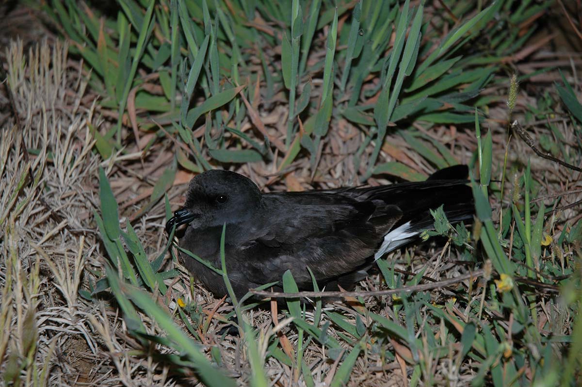 Adult Monteiro’s Storm-petrel perched in the colony.