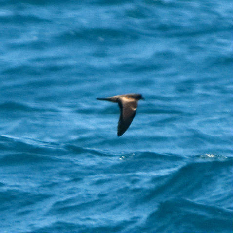 Swinhoe’s Storm-petrel flying over the sea, showing uniform sooty-brown plumage.