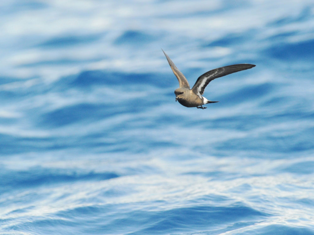 European Storm-petrel flying over the sea, with white stripe visible under the wing.
