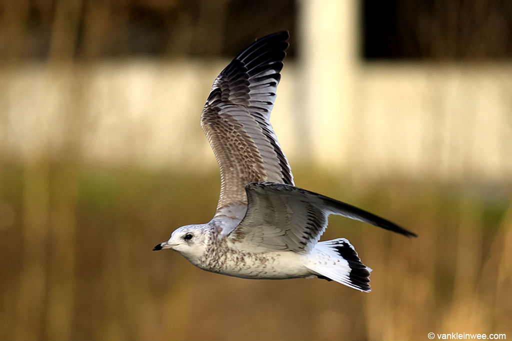 Mew Gull immature in flight, showing brownish plumage
