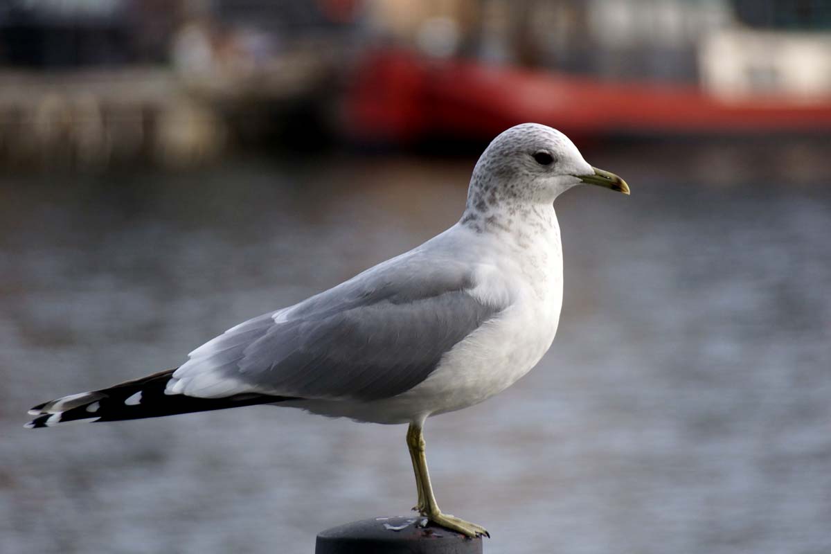 Mew Gull adult in winter plumage, resting, showing fine brown streaking on the head and hind-neck, pale grey mantle, and a yellow bill