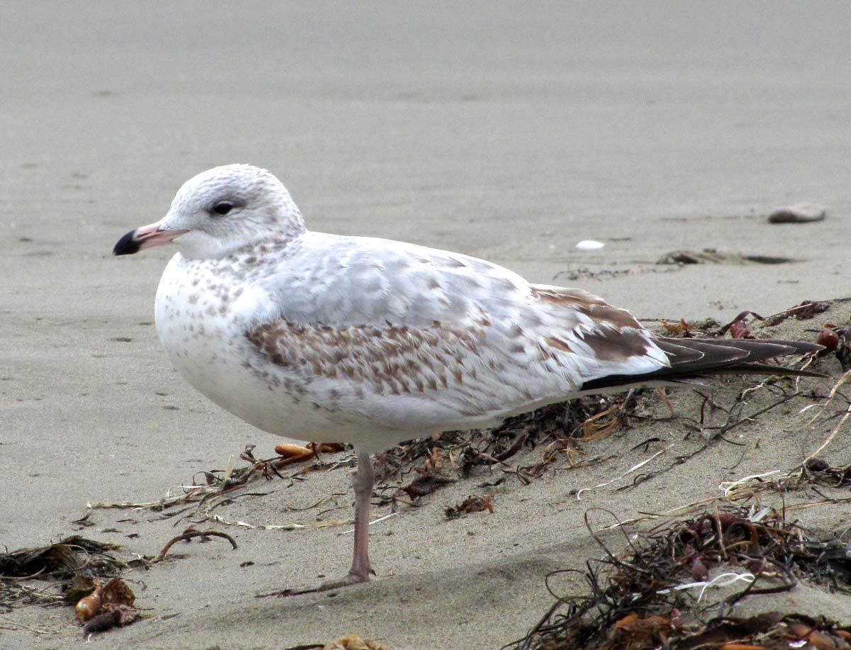 Ring-billed Gull immature resting on sand, showing mottled brown plumage.