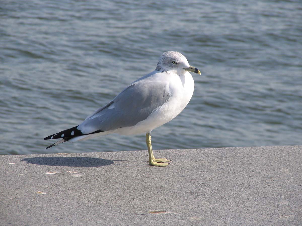 Ring-billed Gull adult in winter plumage showing a black ring on the yellow bill, resting.