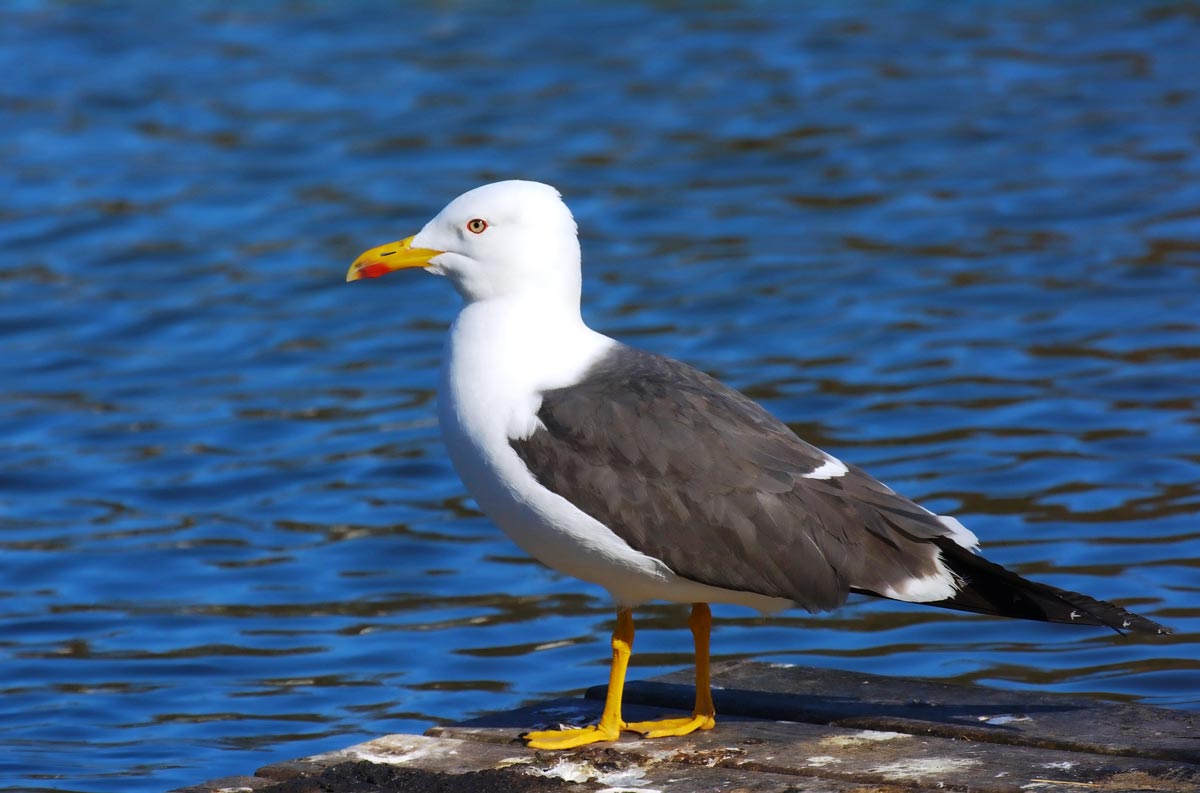 Lesser Black-backed Gull adult resting in a harbour, showing a slate-grey back, white head and underparts, yellow legs, yellow bill with a red spot, and dark wingtips.
