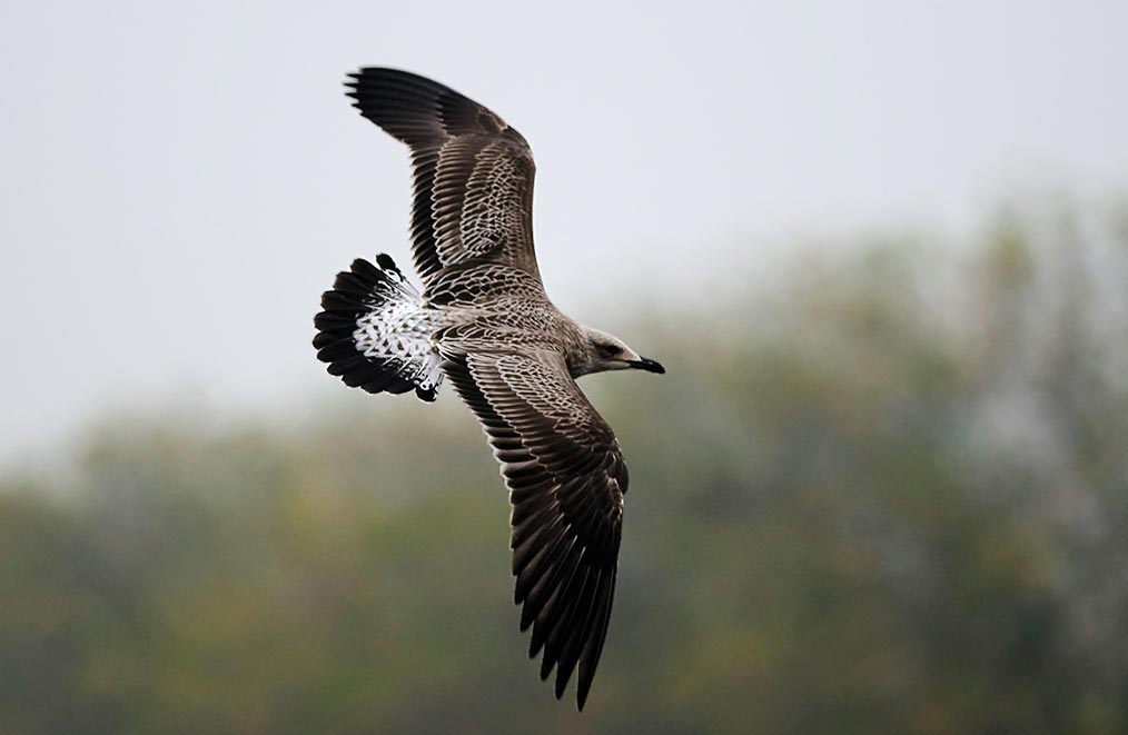 Lesser Black-backed Gull juvenile/first-year in flight, showing largely brown mottled plumage with dark brown upperparts.