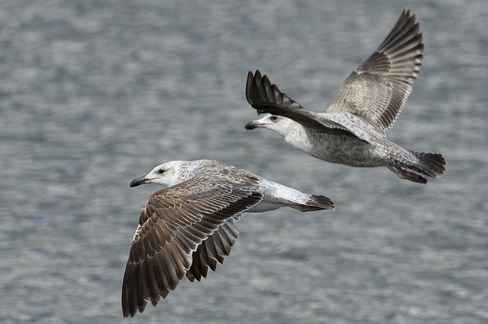 Two juvenile Lesser Black-backed Gulls flying over the sea.