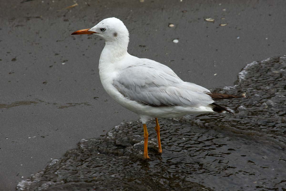 Slender-billed Gull adult in winter plumage, resting on sand near the water.