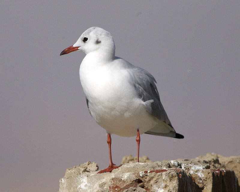 Slender-billed Gull adult in winter plumage, perched on a rock.