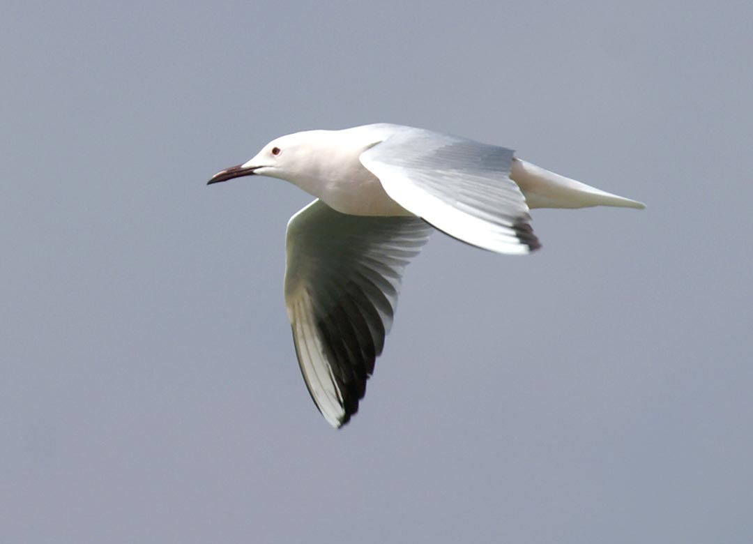 Slender-billed Gull adult in flight in breeding plumage, showing a white wing pattern.