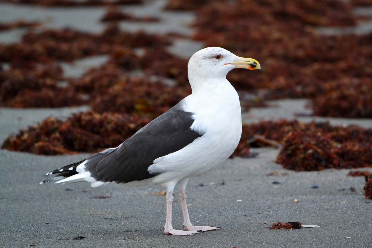 Great Black-backed Gull  adult in winter plumage, with very dark slate-grey to black mantle and wings, resting on the beach.