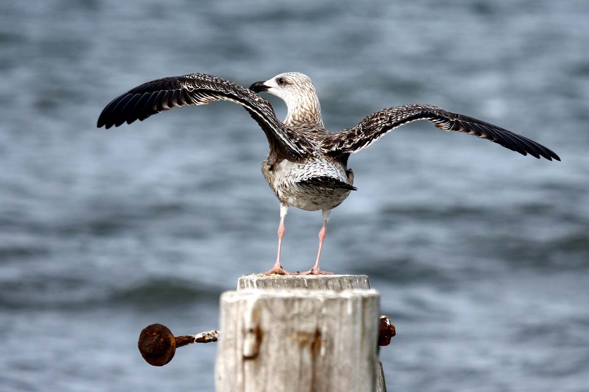 First-year Great Black-backed Gull perched on a post with wings spread, showing heavily mottled dark brown and white