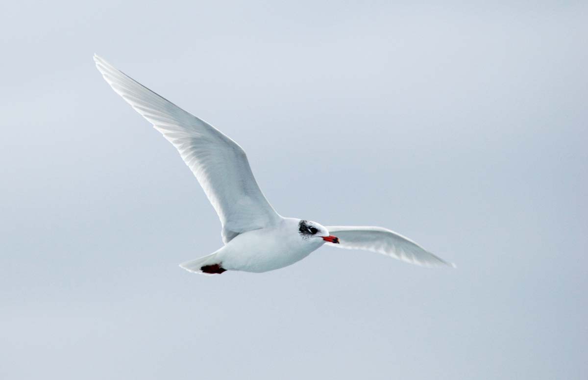 Mediterranean Gull adult in non-breeding plumage, flying, showing a smudged dark spot behind the eye
