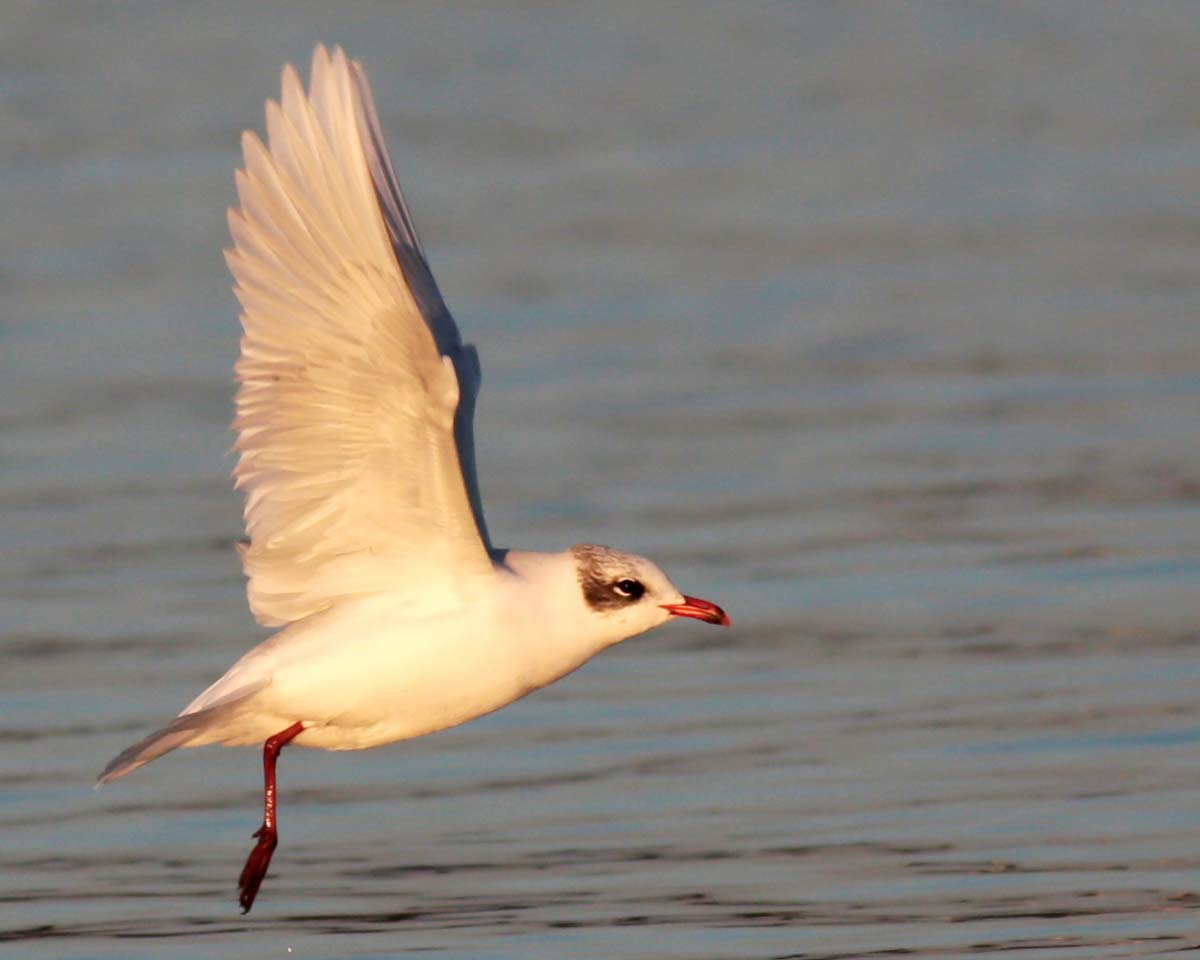 Mediterranean Gull adult in non-breeding plumage, flying over the water, with overall pale grey and white plumage.