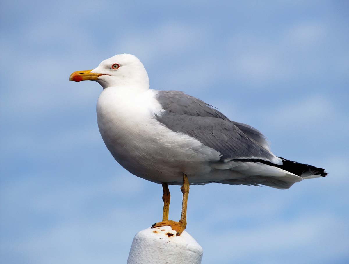 Yellow-legged Gull adult perched, showing bright yellow legs, yellow bill, and medium-grey mantle and wings.