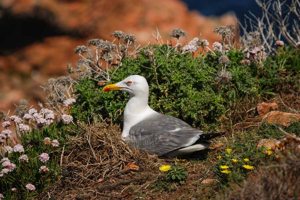 Yellow-legged Gull adult at the nest.