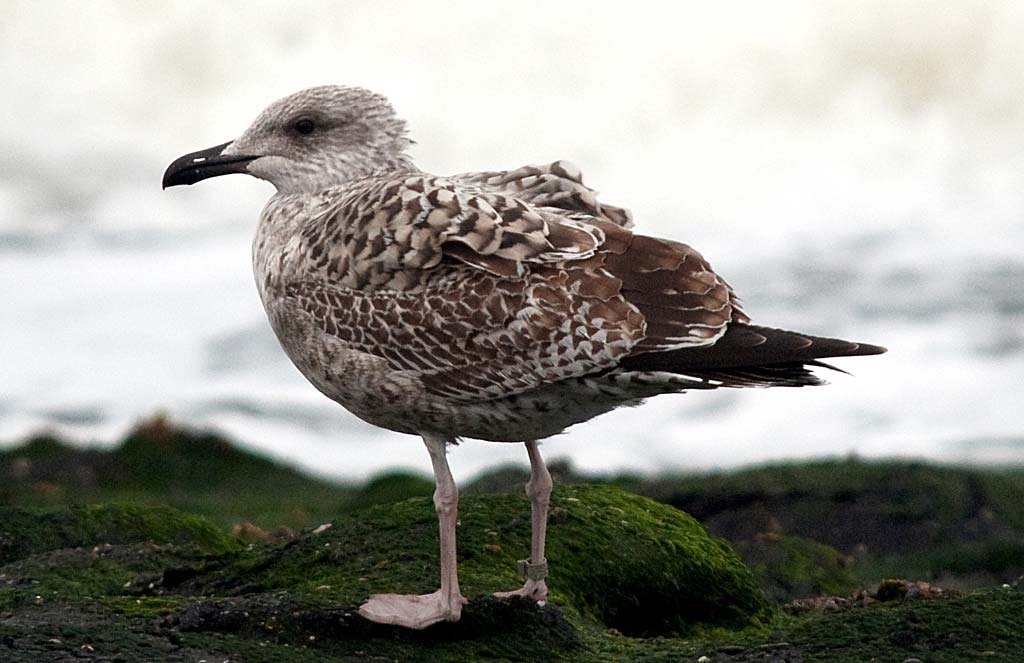 Yellow-legged Gull first-year immature perched, heavily streaked with brown plumage.
