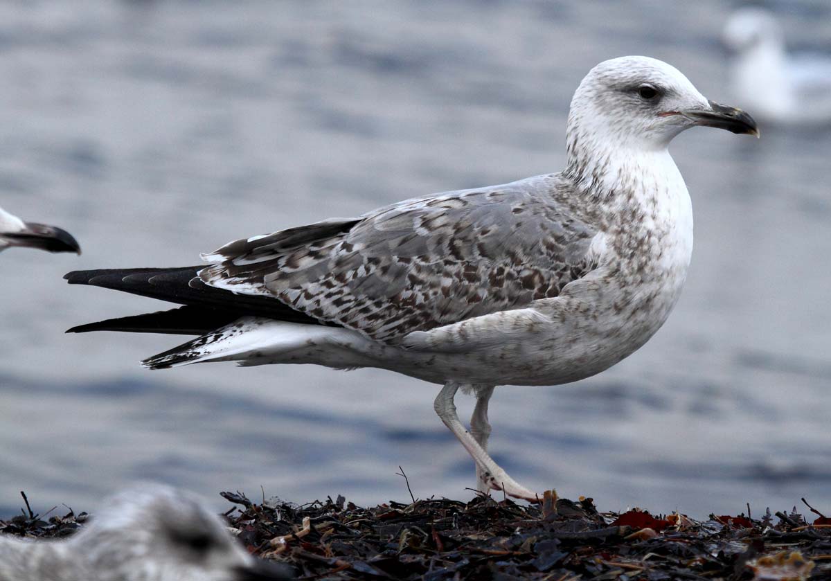 Yellow-legged Gull second-year immature perched, showing emerging grey mantle feathers while still retaining brown plumage.