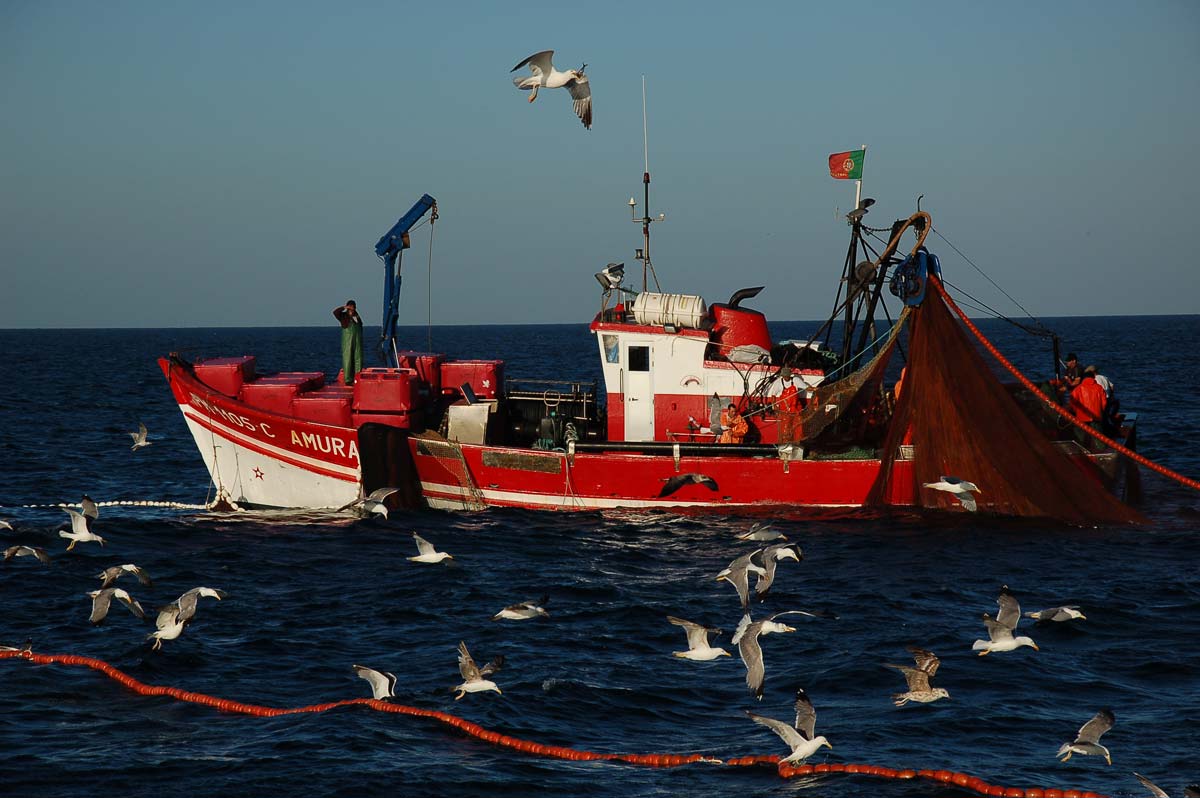 Yellow-legged Gulls gathered around a purse-seine fishing vessel at sea, feeding on fish.