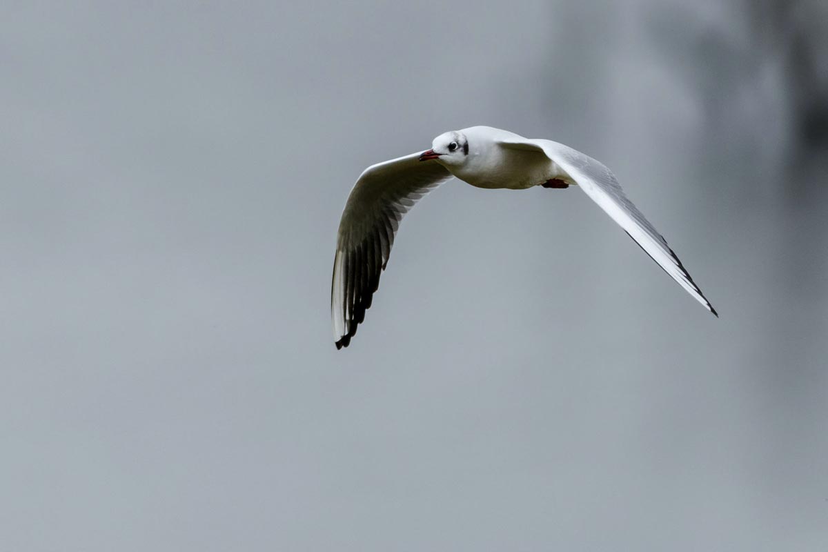 Black-headed Gull adult in winter plumage, flying, with a white head and dark smudges behind the eyes